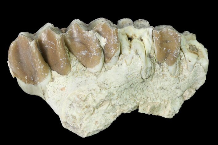 Oreodont (Merycoidodon) Jaw Section - South Dakota #140916